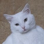Олечка