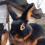 З🐰А🐰Я🐰Ц