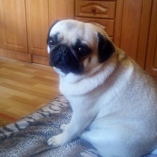 Роман Бенедик