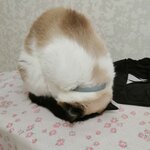 Татьяна Финогеева